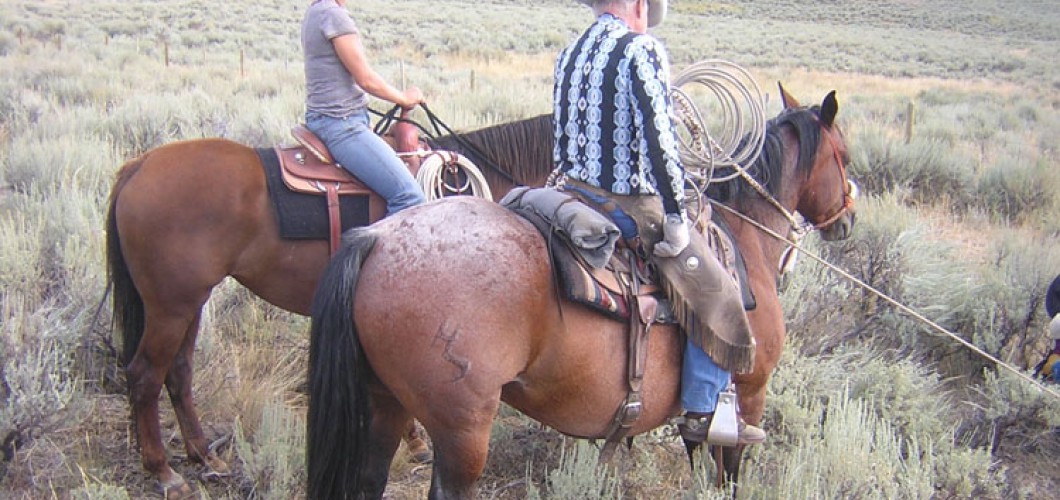 Montana (37)